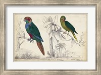 Framed Parrot Pair I