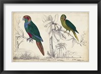 Framed Parrot Pair I