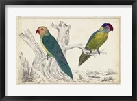 Framed Parrot Pair II