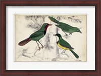 Framed Tropical Bird Trio I