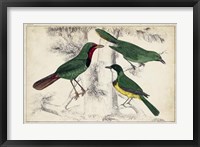 Framed Tropical Bird Trio I