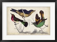 Framed Tropical Bird Trio II