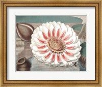 Framed Vintage Water Lily III