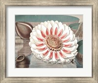 Framed Vintage Water Lily III