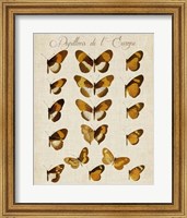 Framed Papillons de L'Europe I