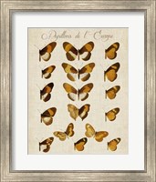 Framed Papillons de L'Europe I
