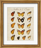 Framed Papillons de L'Europe II