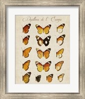 Framed Papillons de L'Europe II