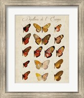 Framed Papillons de L'Europe III
