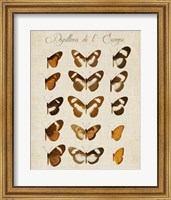 Framed Papillons de L'Europe IV