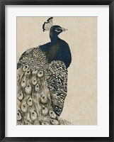 Textured Peacock I Framed Print