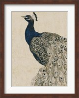 Framed Textured Peacock II