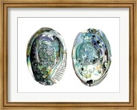 Framed Abalone Shells I