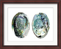 Framed Abalone Shells I