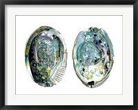 Framed Abalone Shells I