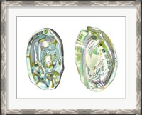 Framed Abalone Shells II