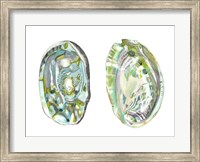 Framed Abalone Shells II