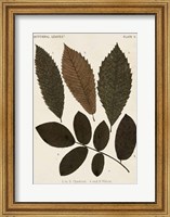 Framed Autumnal Leaves I