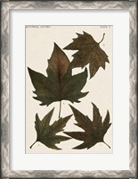 Framed Autumnal Leaves IV