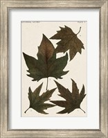 Framed Autumnal Leaves IV