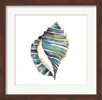 Framed Aquarelle Shells I