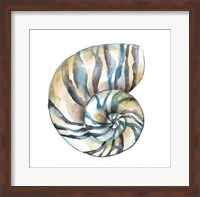 Framed Aquarelle Shells II