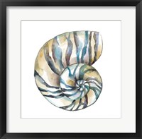 Framed Aquarelle Shells II