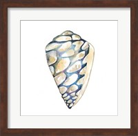 Framed Aquarelle Shells III