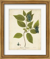 Framed Hornbeam Tree Foliage