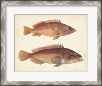 Framed Antique Fish Species I