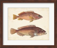 Framed Antique Fish Species I