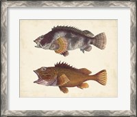 Framed Antique Fish Species II