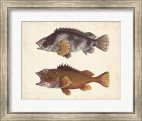 Framed Antique Fish Species II