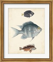 Framed Antique Fish Species III
