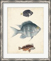 Framed Antique Fish Species III