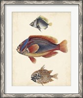 Framed Antique Fish Species IV