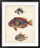 Framed Antique Fish Species IV