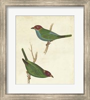 Framed Peruvian Tanager II