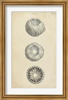 Framed Cylindrical Shells I