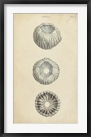 Cylindrical Shells I Framed Print