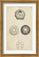 Framed Cylindrical Shells II