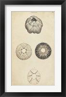 Cylindrical Shells II Framed Print