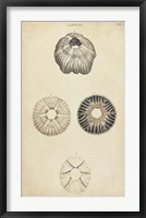 Cylindrical Shells II Framed Print