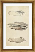 Framed Marine Mollusk I
