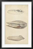 Marine Mollusk I Framed Print