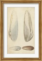 Framed Marine Mollusk II