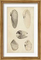 Framed Marine Mollusk III