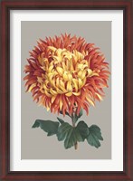 Framed Chrysanthemum on Gray I