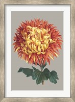 Framed Chrysanthemum on Gray I