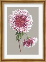 Framed Chrysanthemum on Gray III